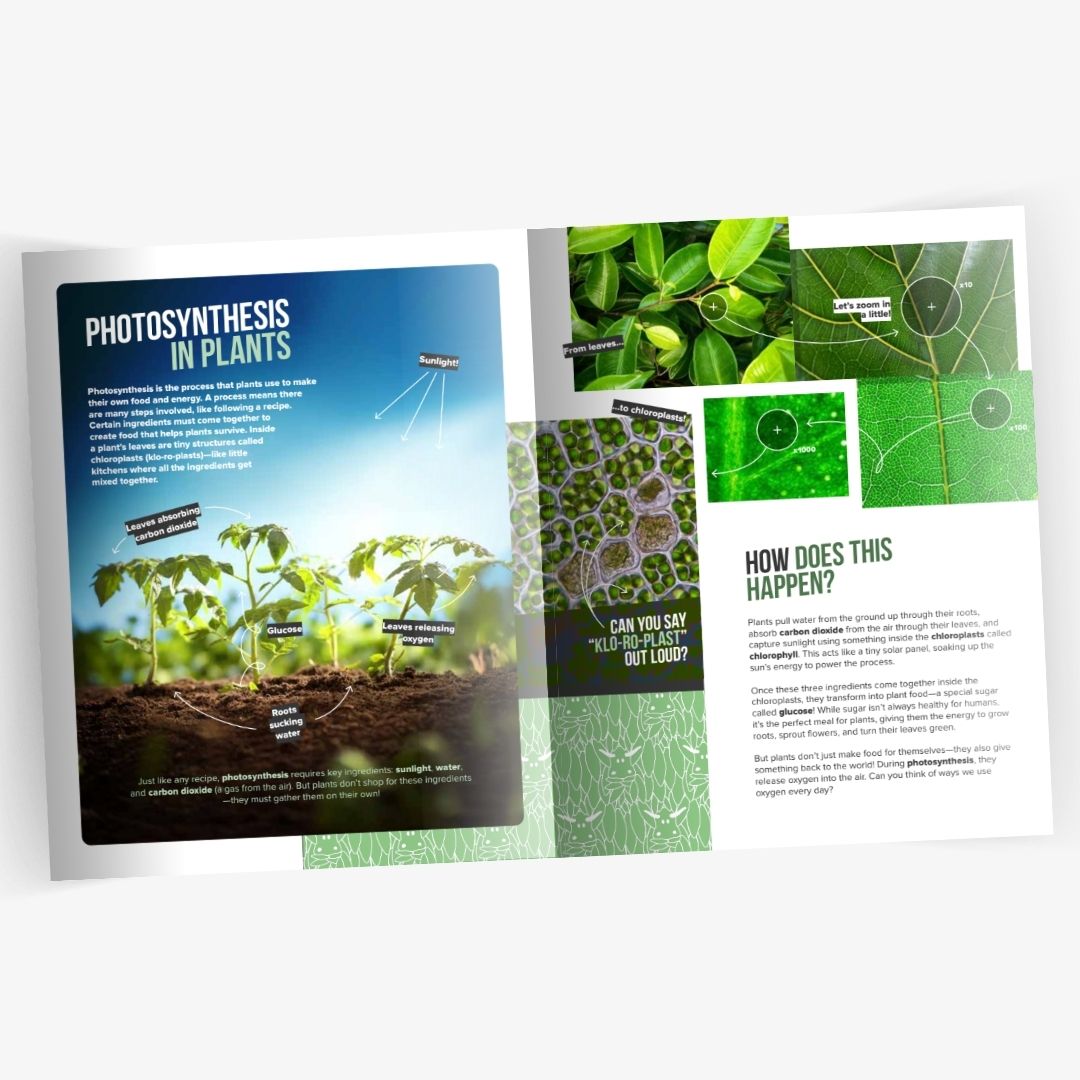 Leaf Sheep of the Sea Book