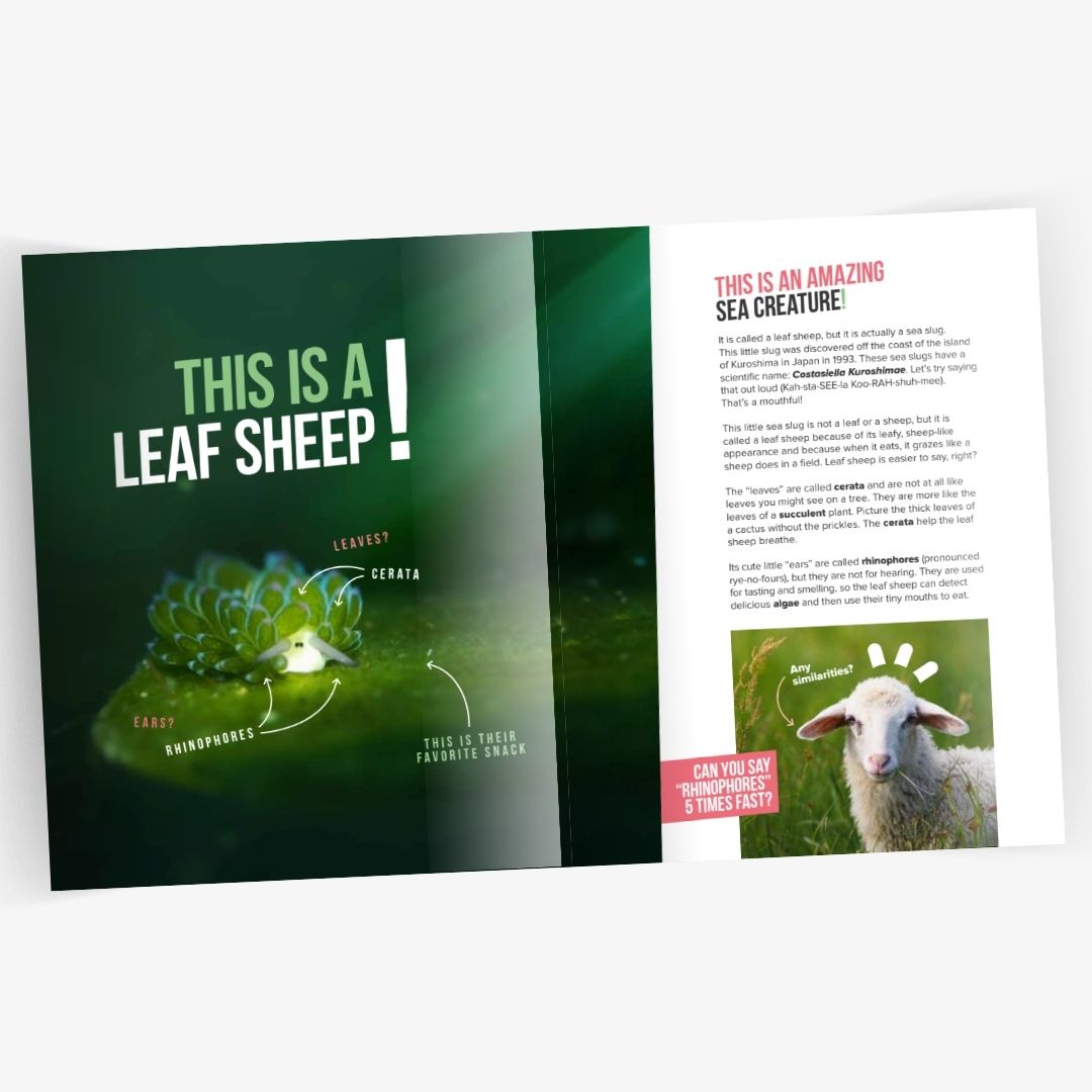 Leaf Sheep of the Sea Book