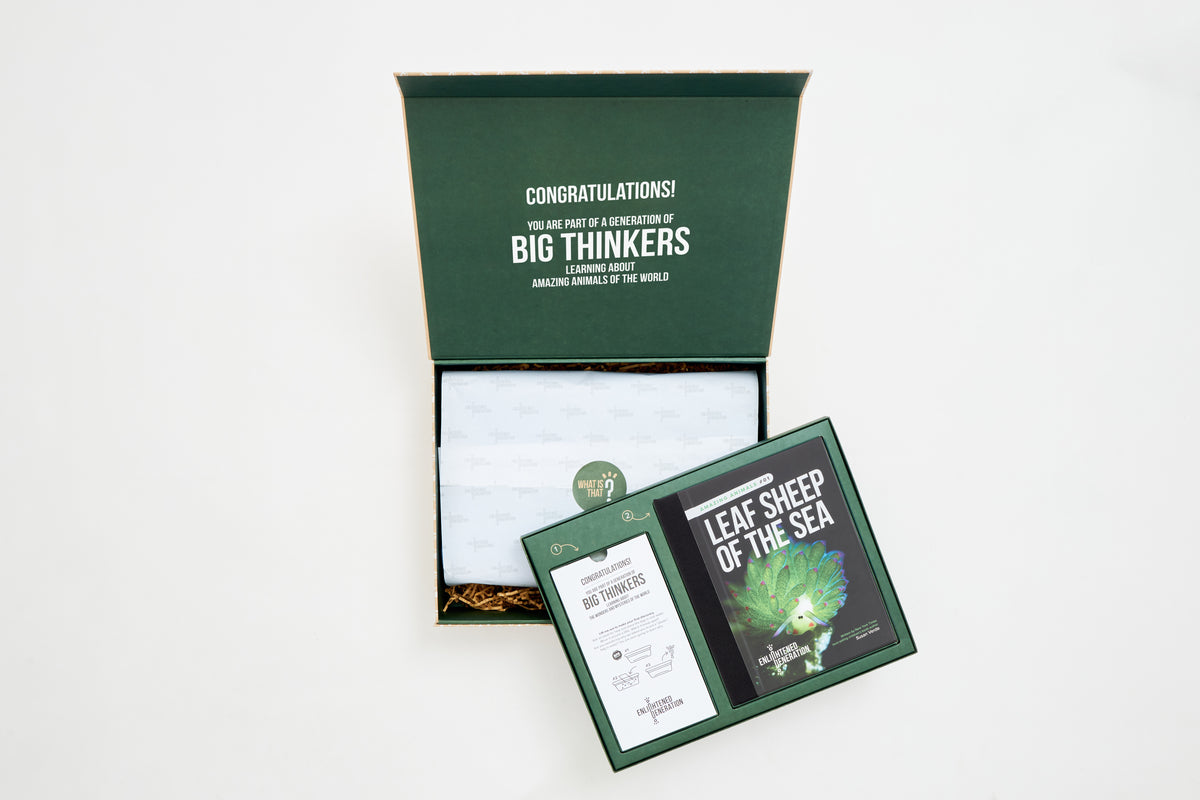 The open Leaf Sheep of the Sea keepsake box with the book and activity card inside