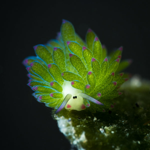 Survol Amazing Animals